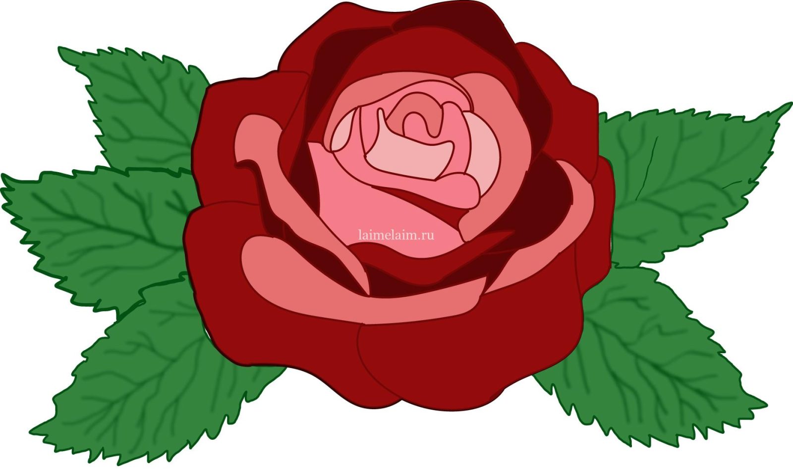 Рисуем розу в Иллюстраторе