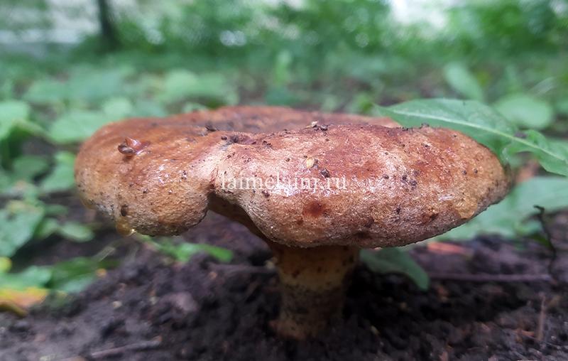 Природная красота: грибы